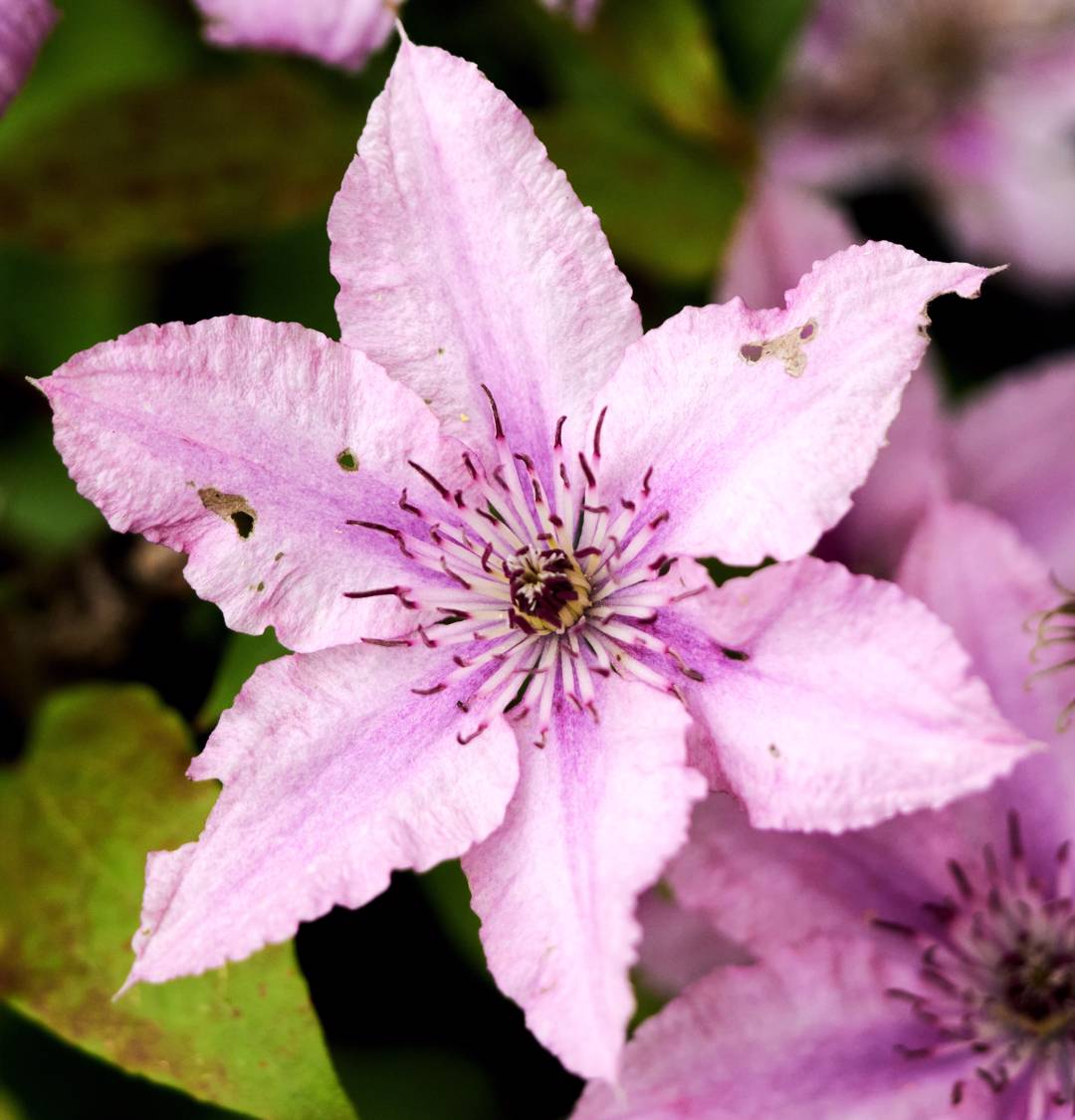 Klematis Hagley Hybrid