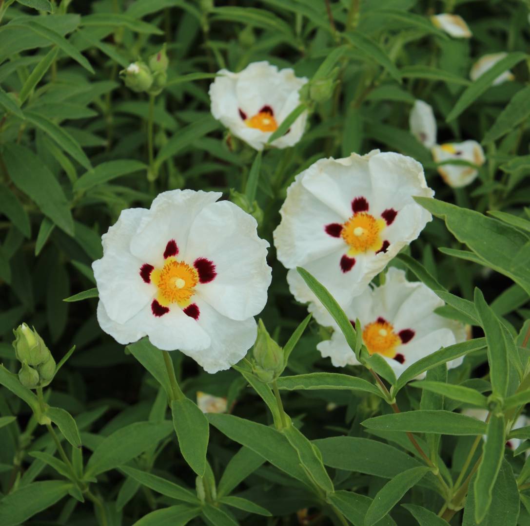 Cistus x purpureus Alan Fradd