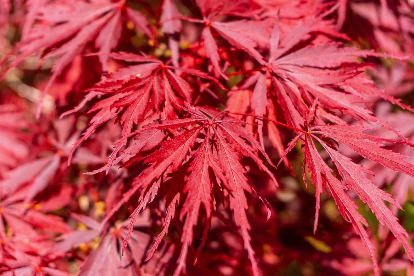 Flikbladig Japansk Lönn Inaba-shidare