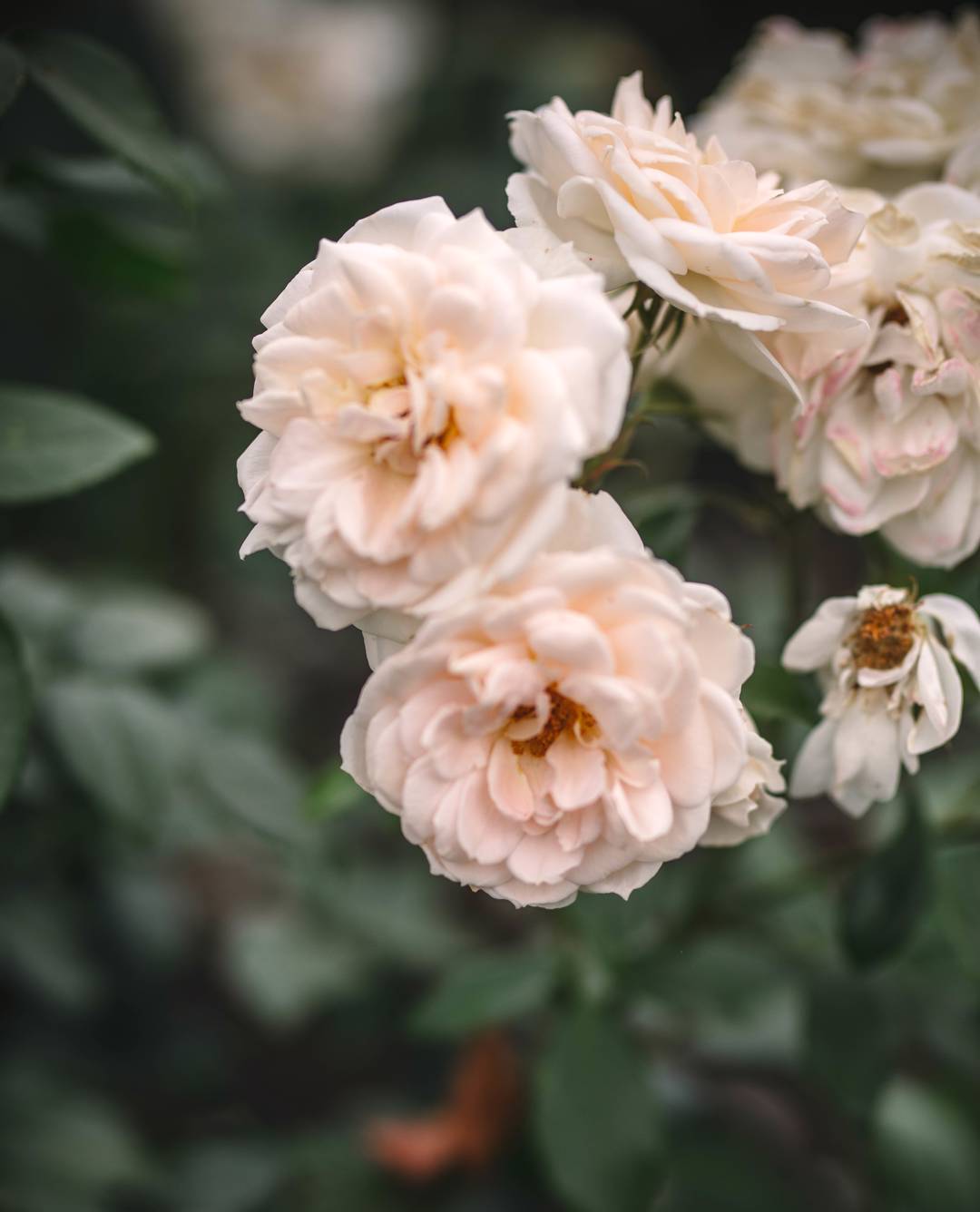 Oh!Garden - Ros Lions Rose