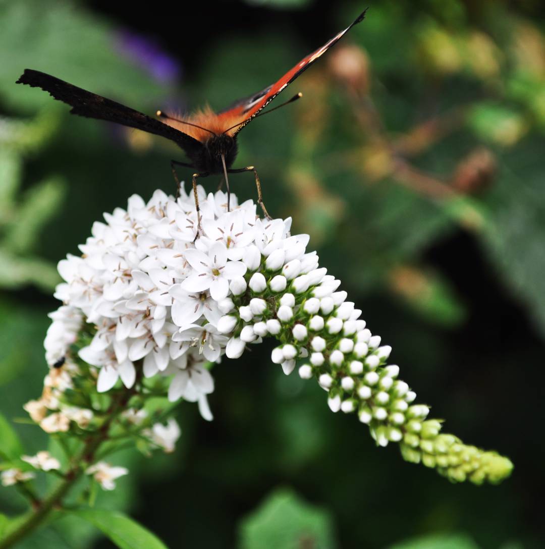 Syrenbuddleja White Profusion