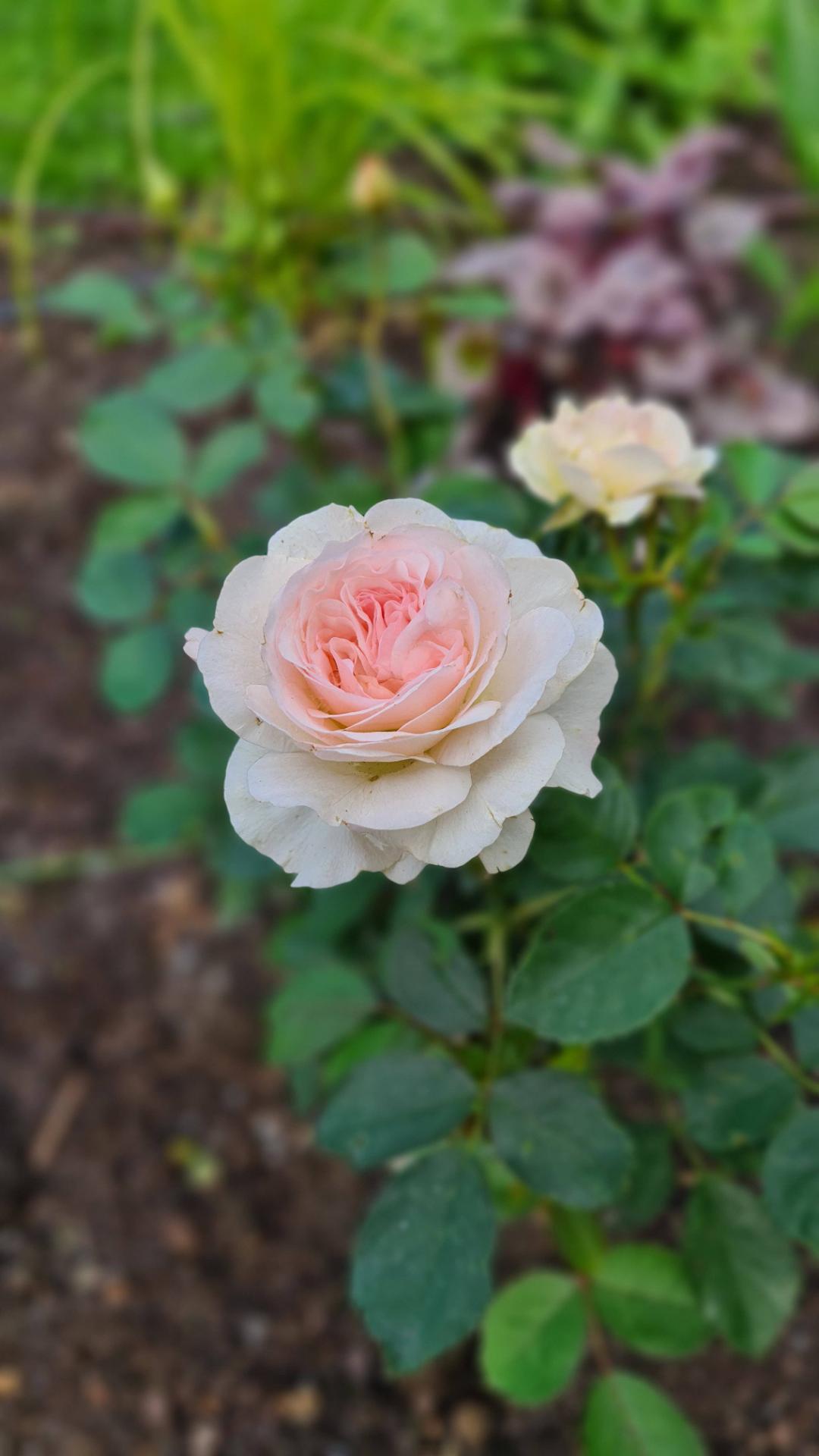 Ros Morden Blush