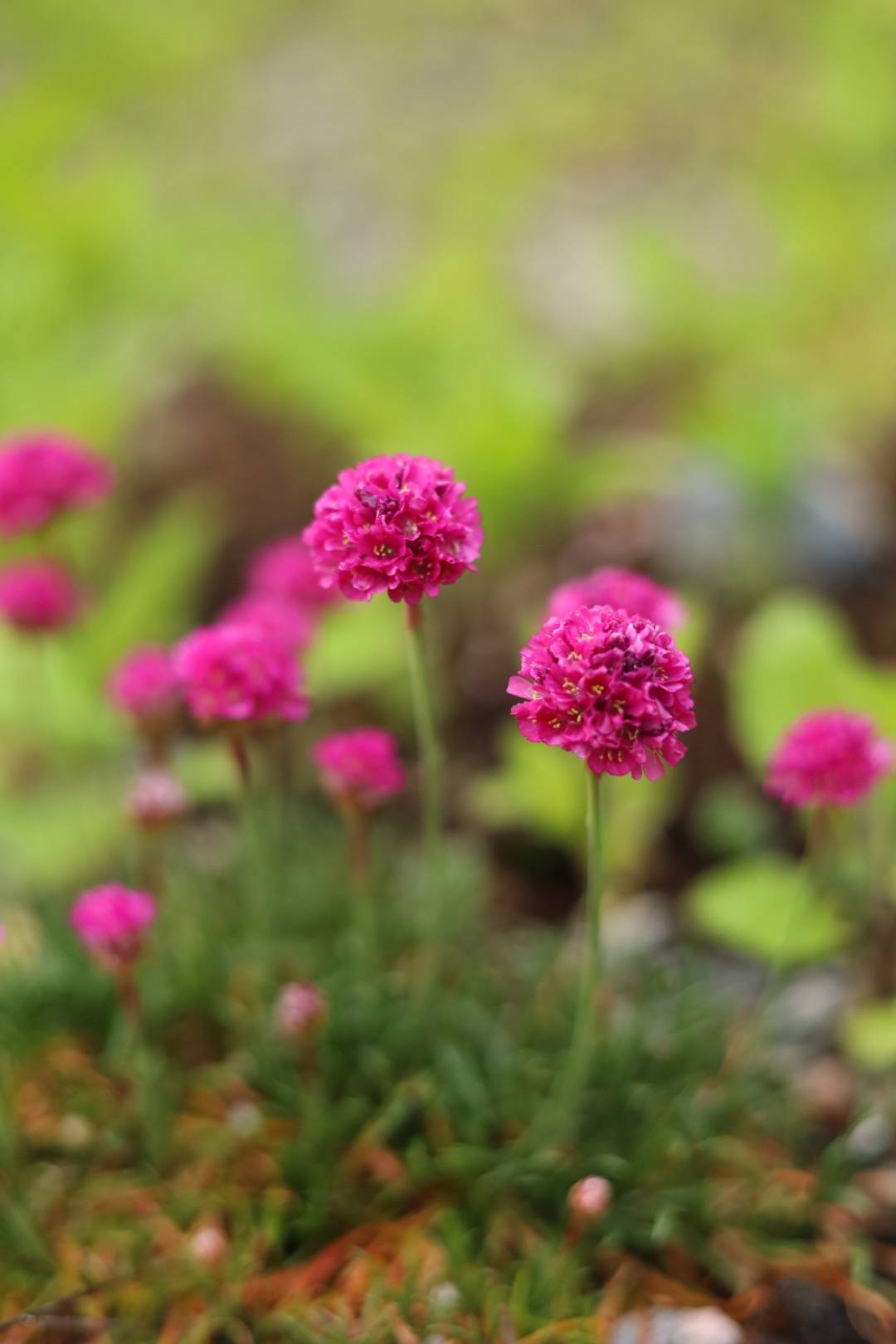 Trift Abbey Deep Rose