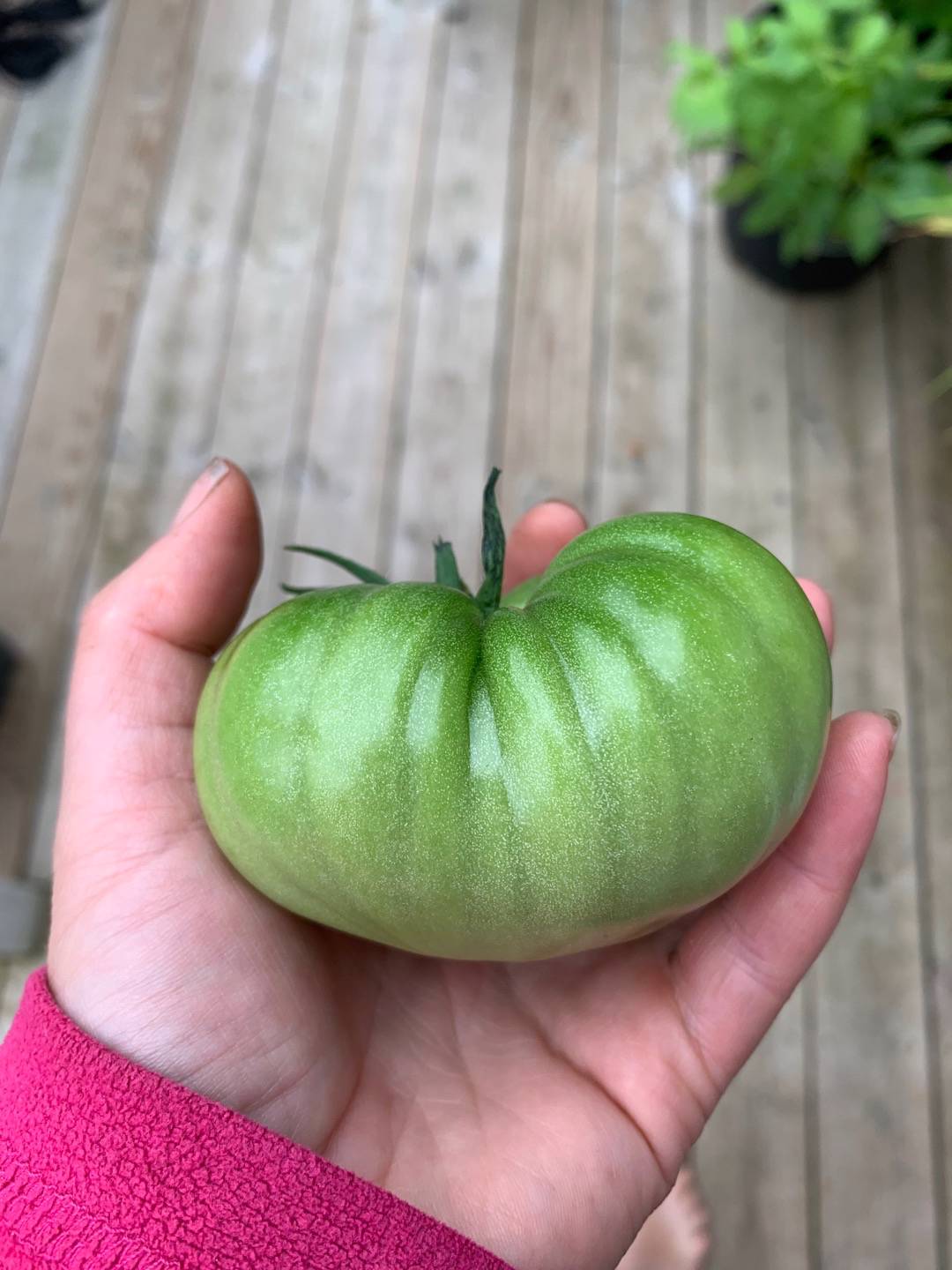 Tomat Kiwi