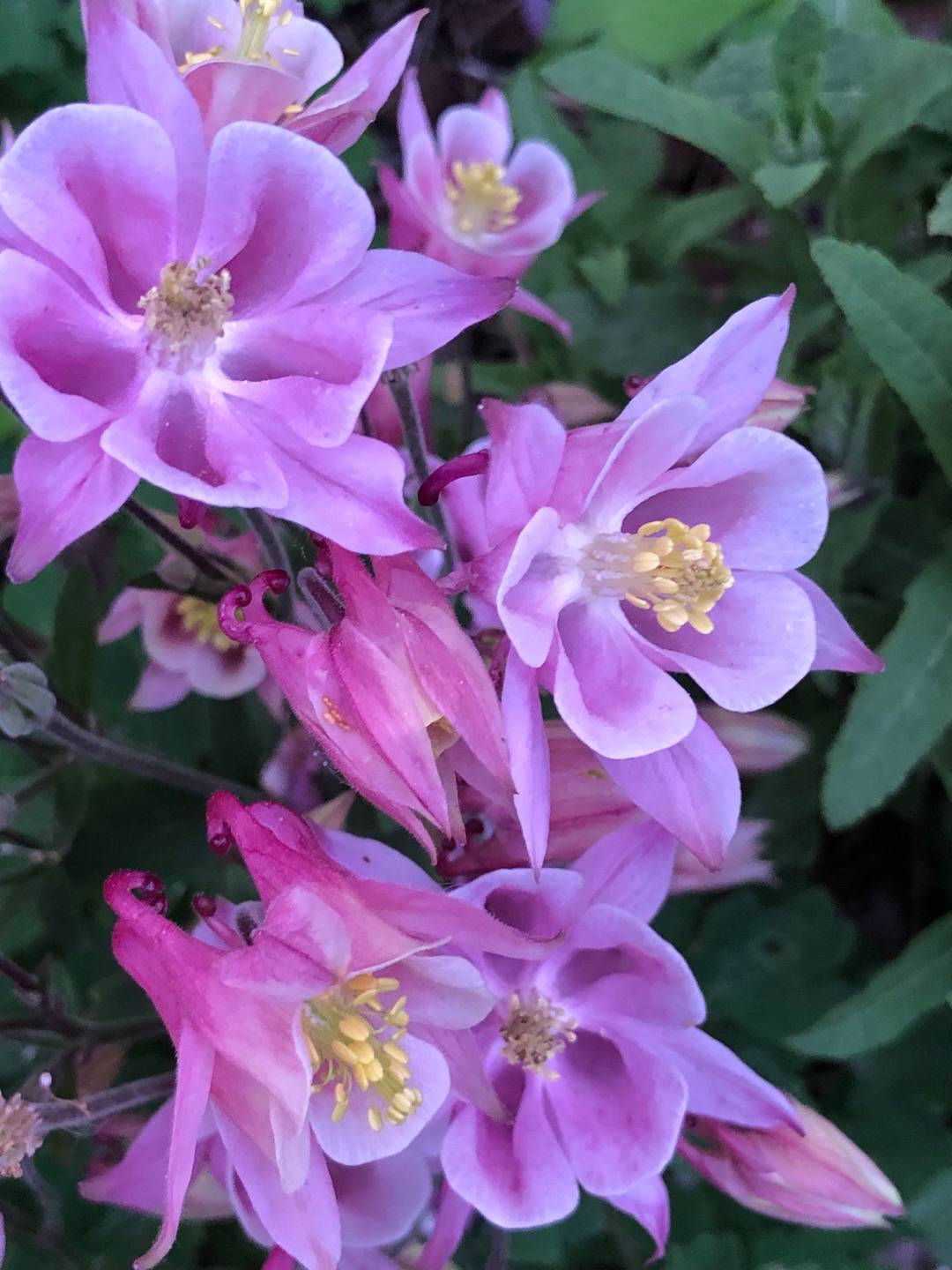 Rensättra trädgård