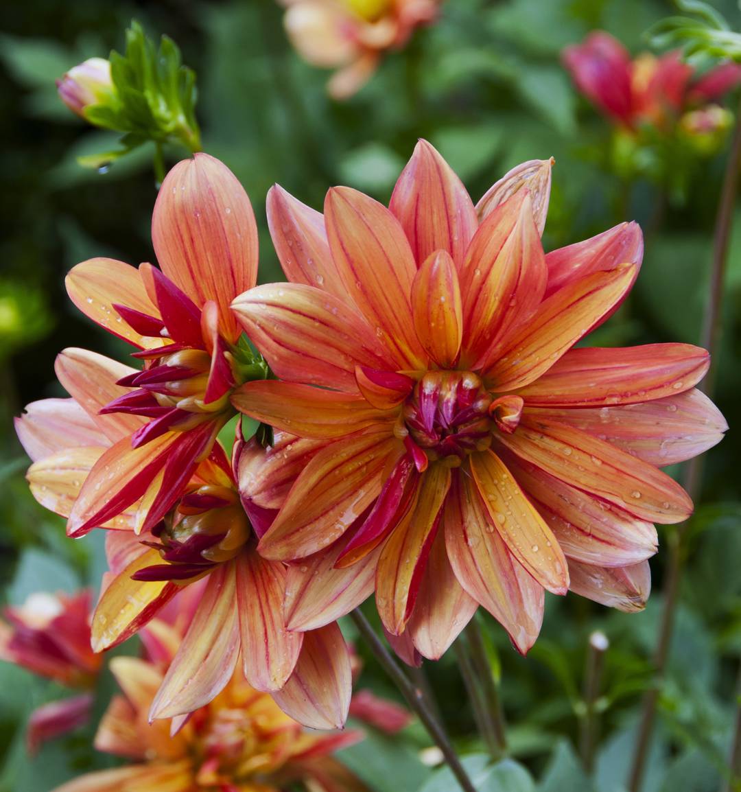 Dahlia Jescot Julie