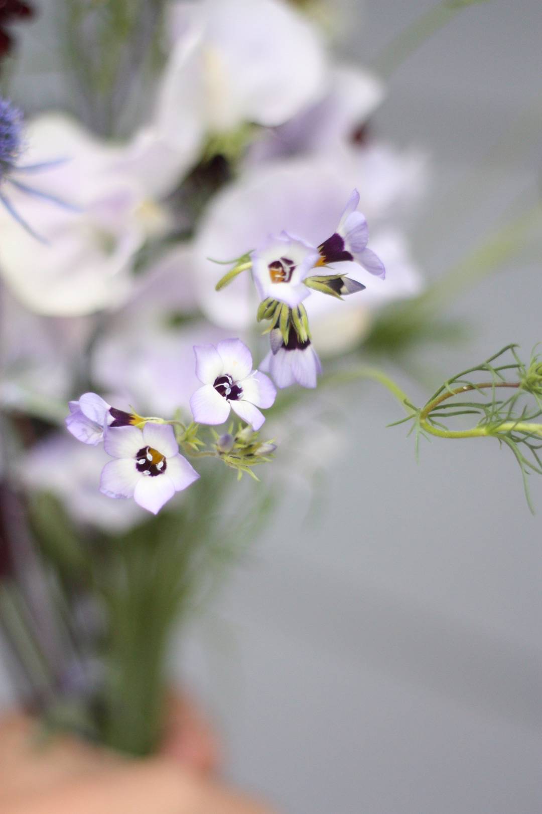 Bukettgilia 