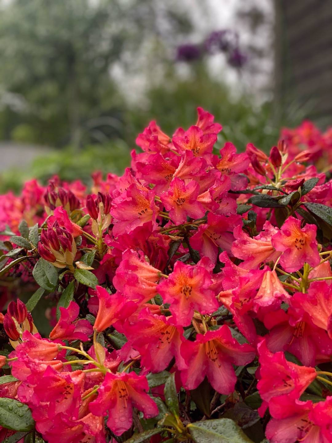 Rhododendron Scyphocalix