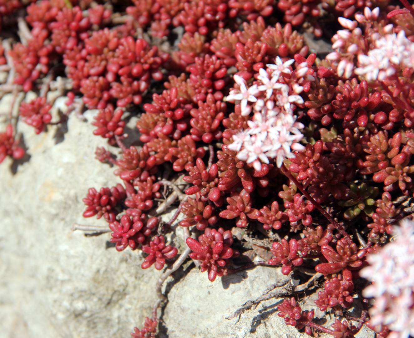 Vit fetknopp Coral Carpet