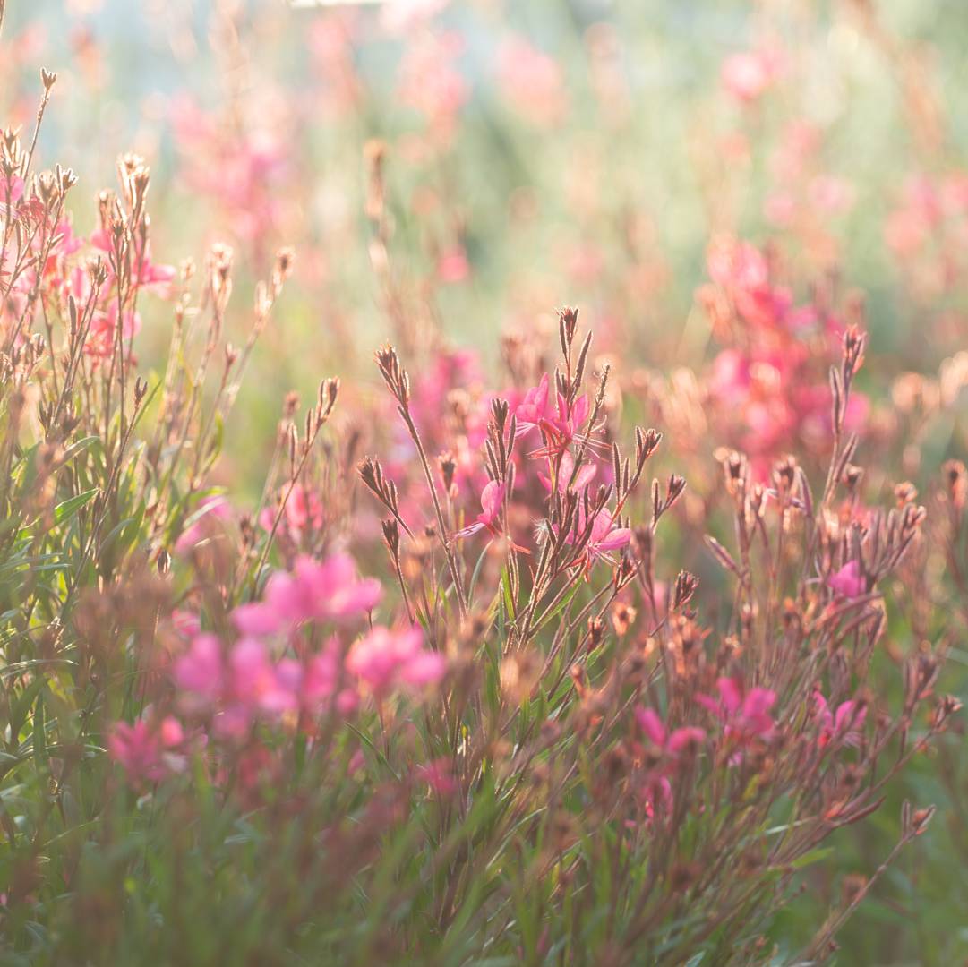 Sommarljus Gaudi Pink