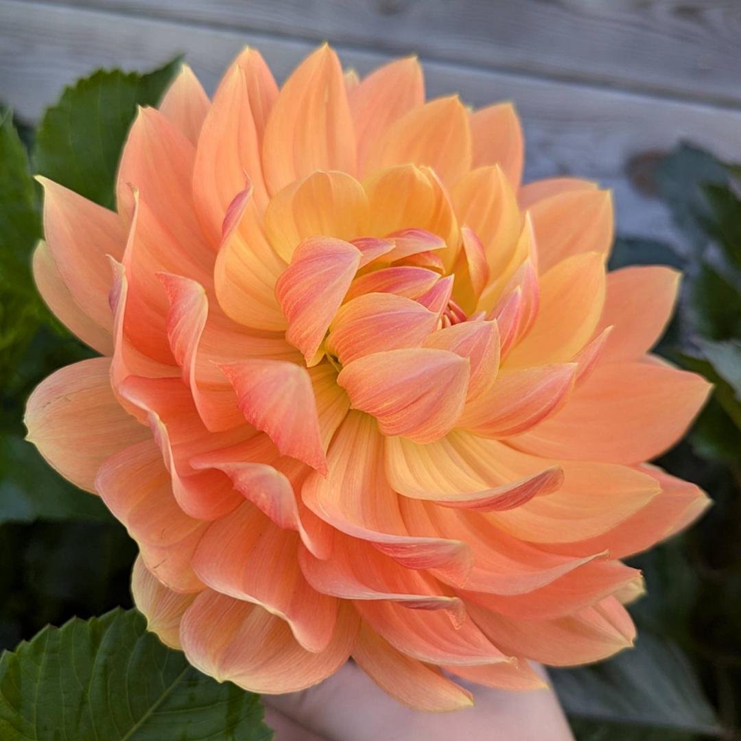 Dahlia Rancho