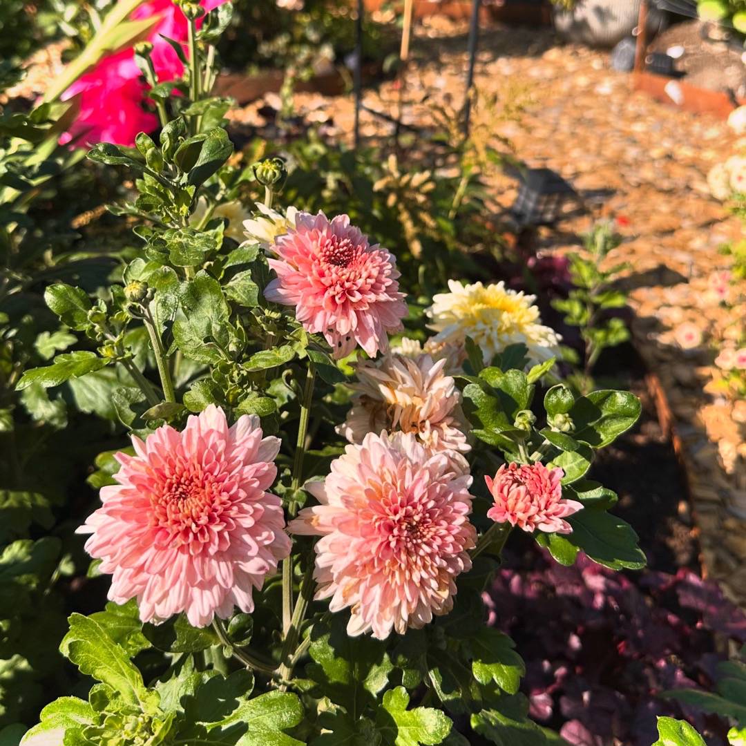 Krysantemum Gompie Rose