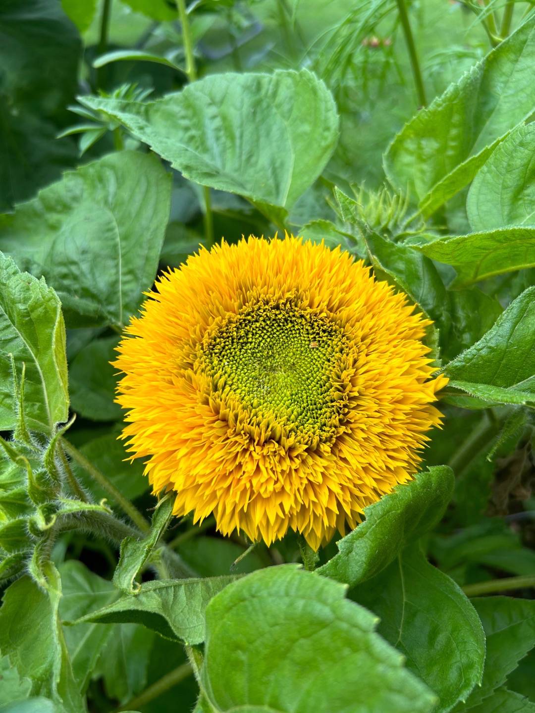Oh!Garden - Solros Sungold