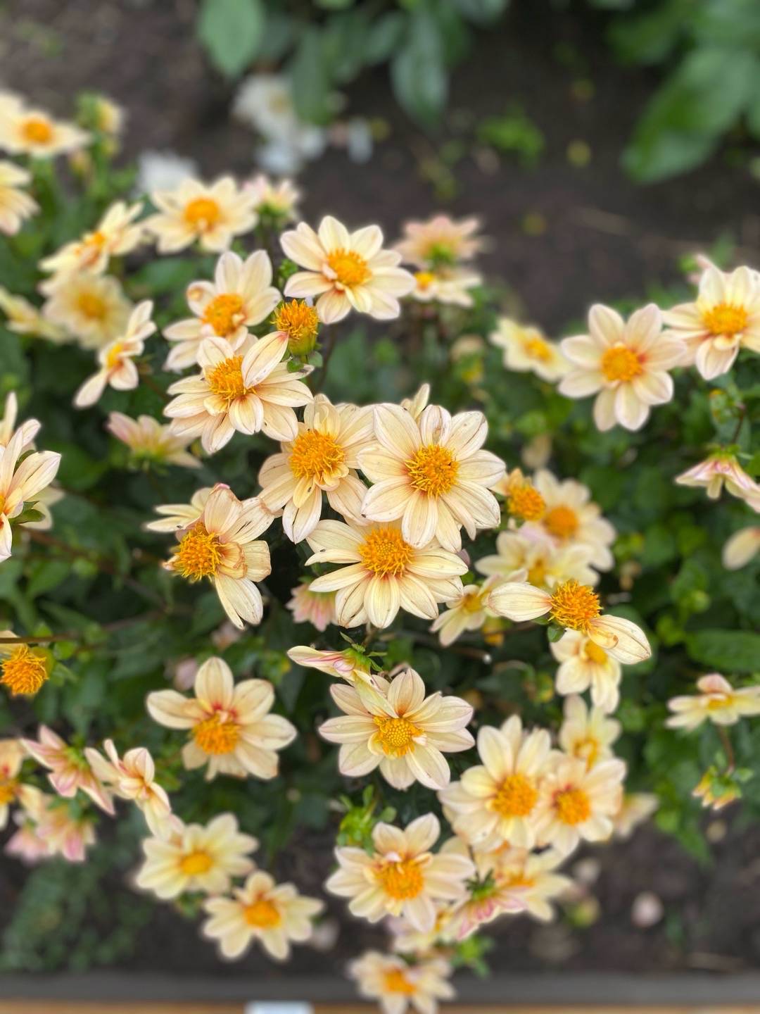 Dahlia Topmix Apricot