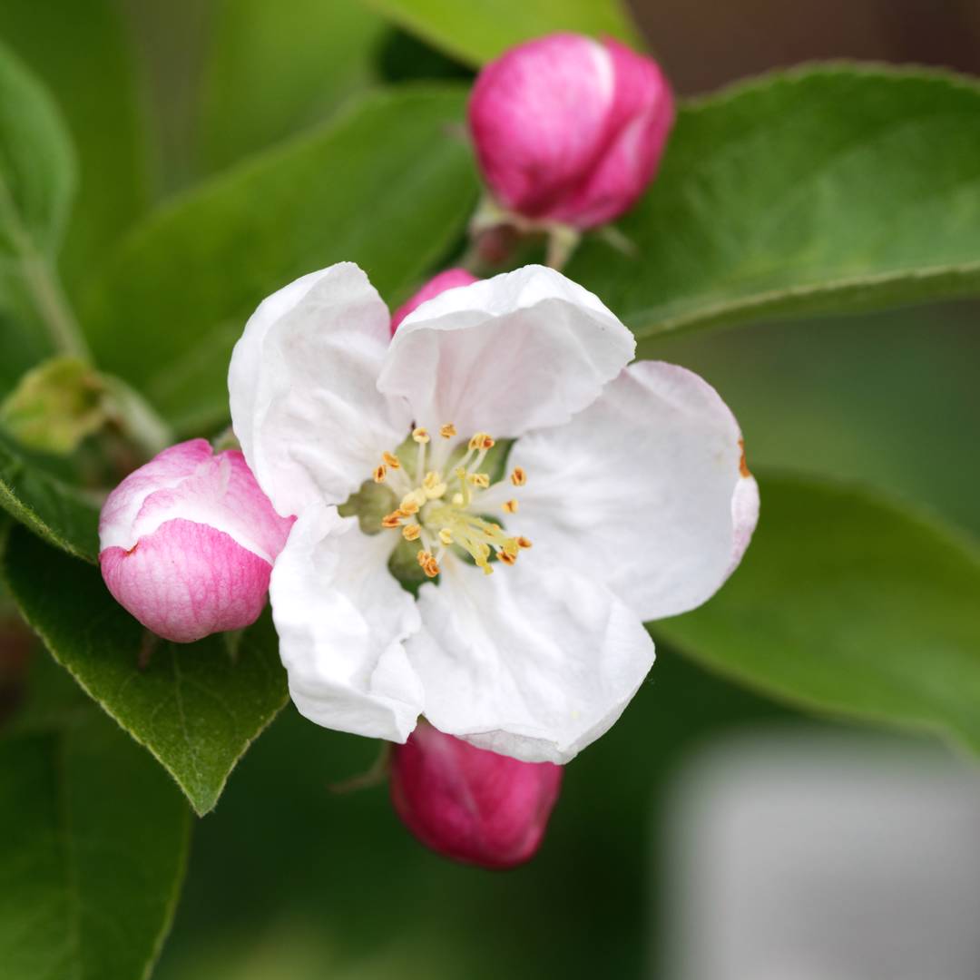 Prydnadsapel Evereste