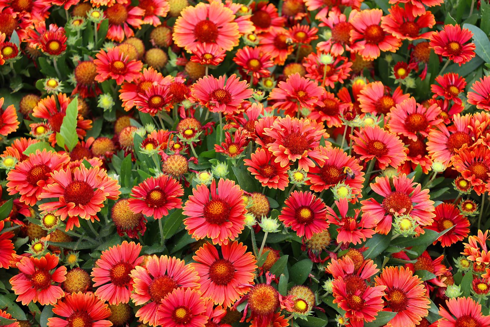 Sommarkokardblomster Firewheels