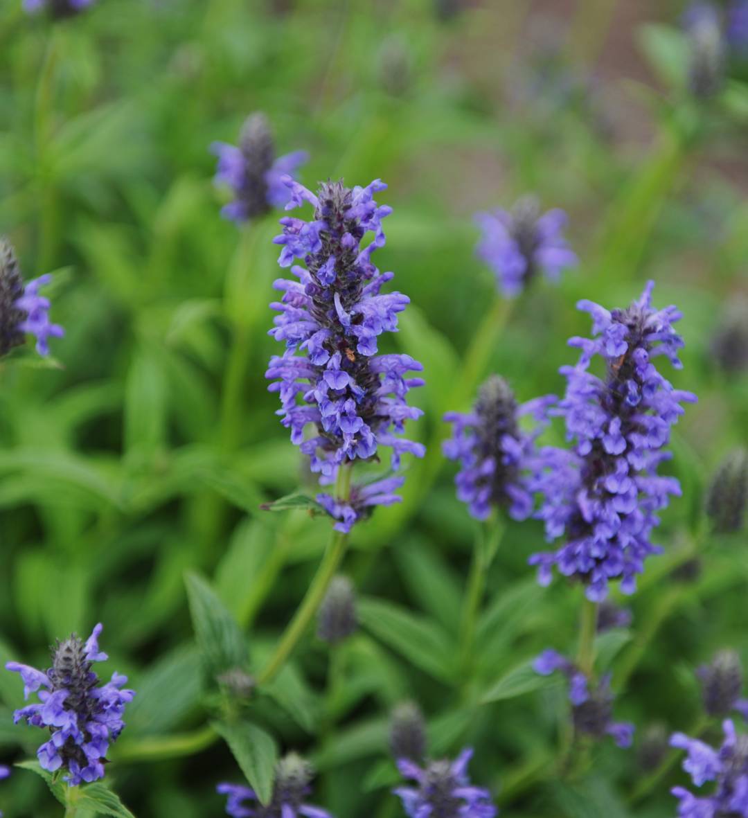 Axnepeta 