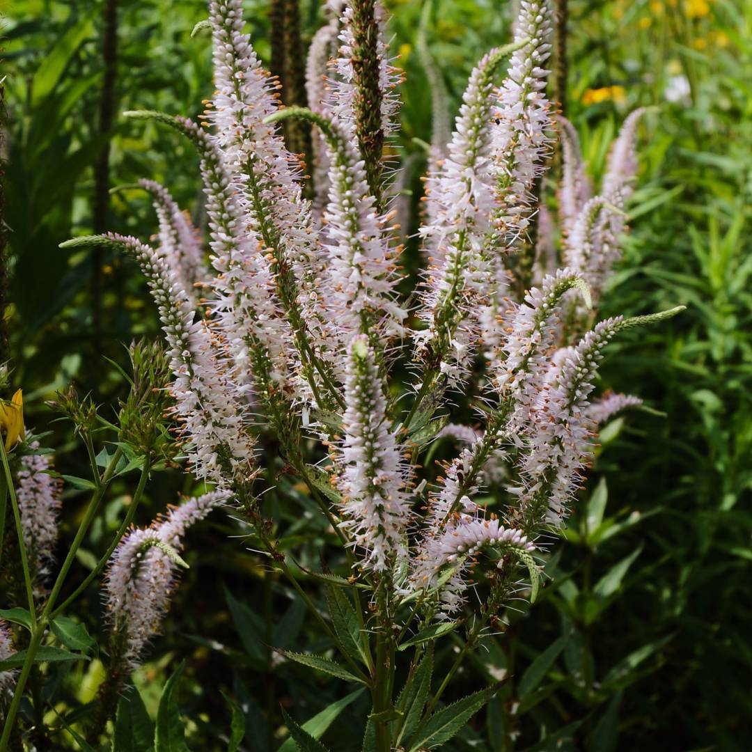 Kransveronika Erica