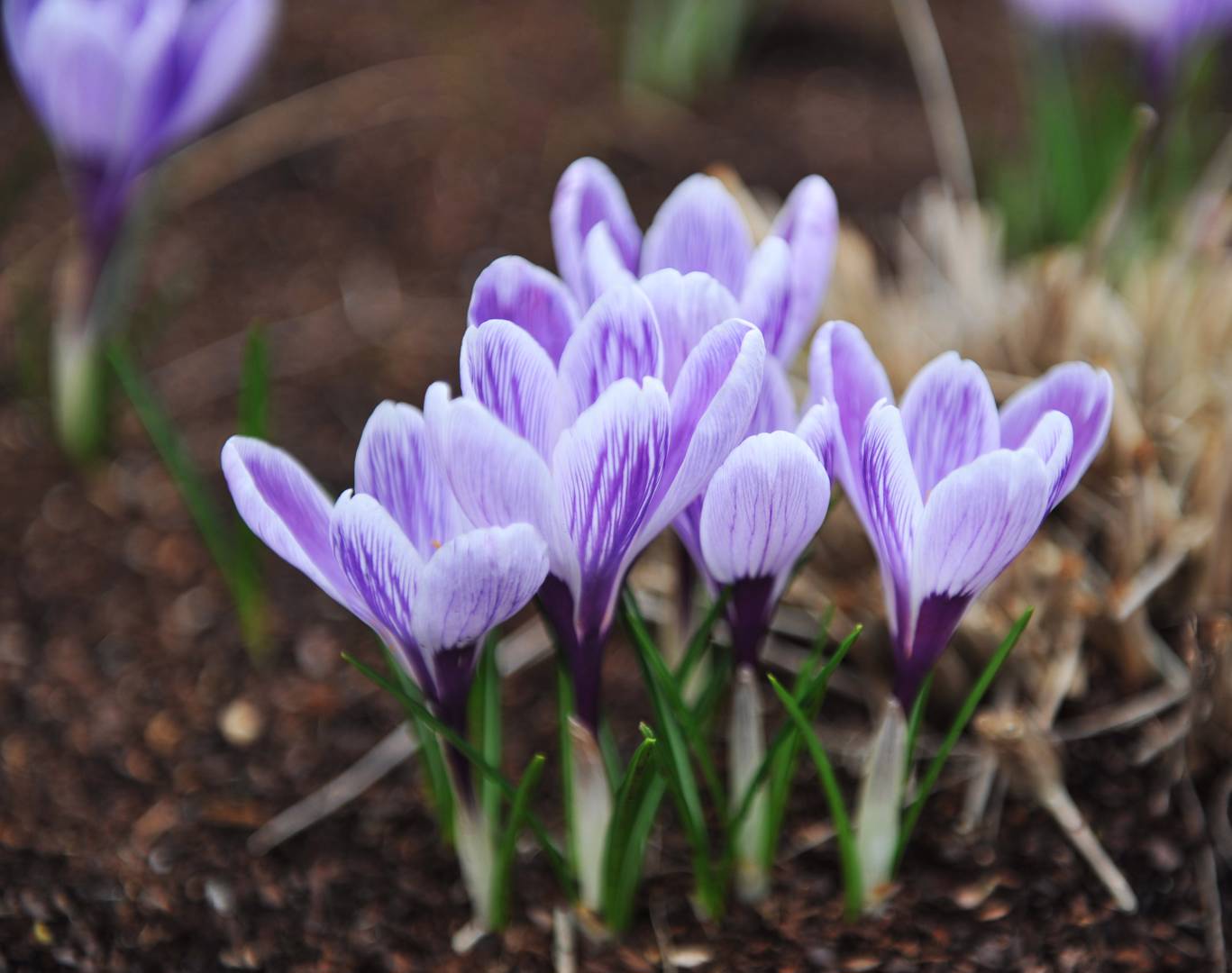 Krokus King of the Striped