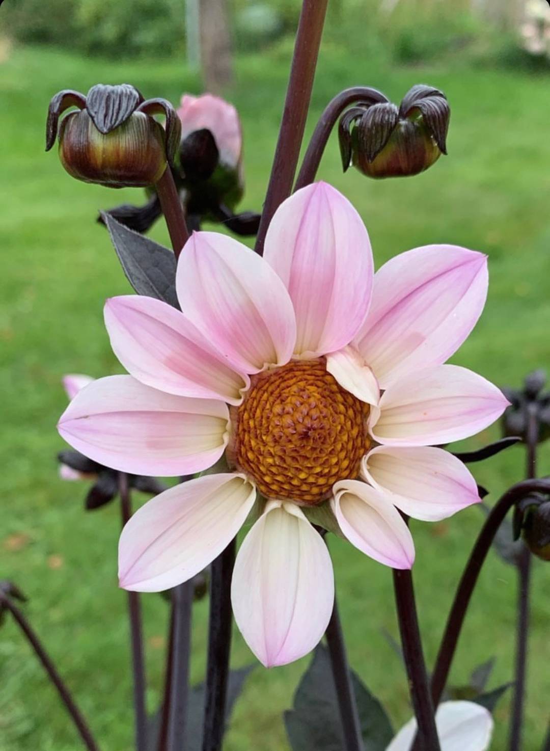 Dahlia Happy Single Princess