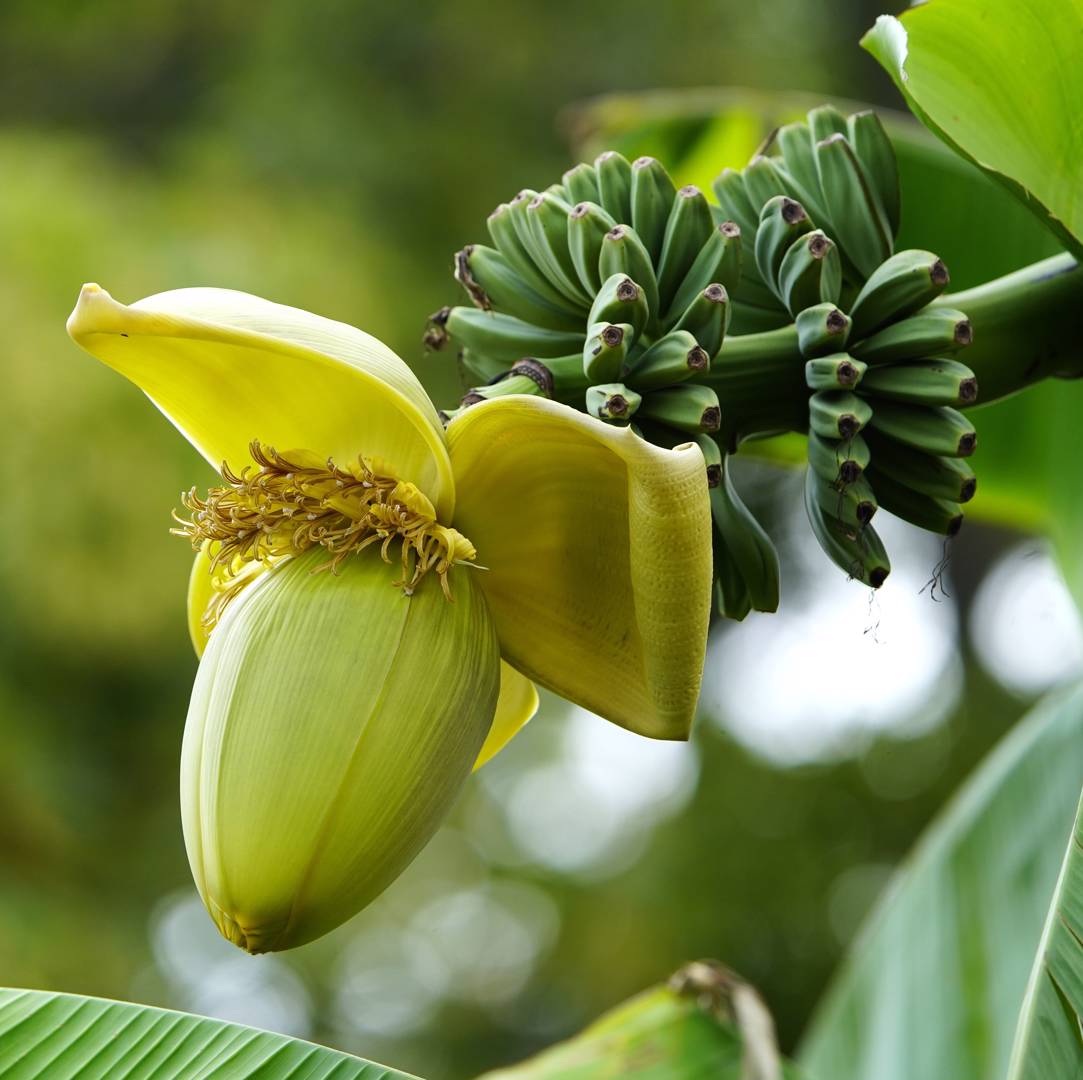 Japansk Fiberbanan 