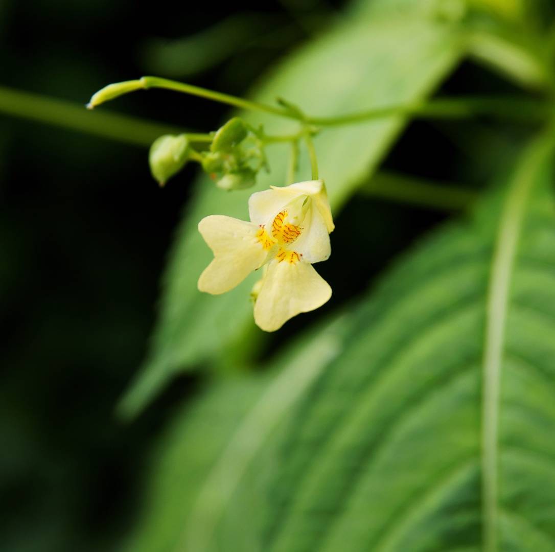Blekbalsamin 