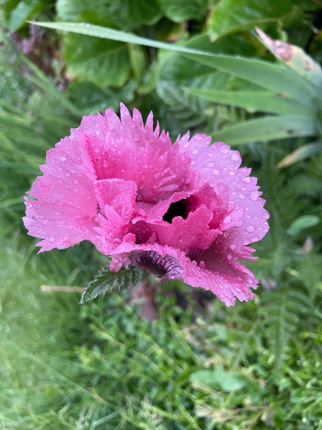 Jättevallmo Pink Perfection