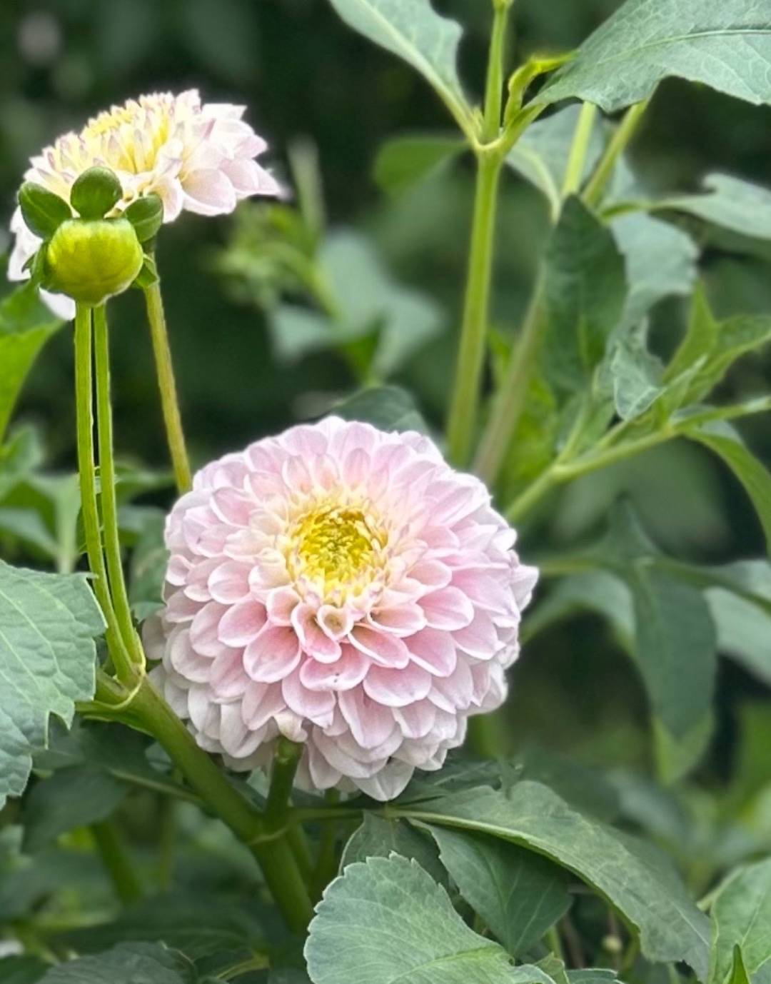 Tyllagarden