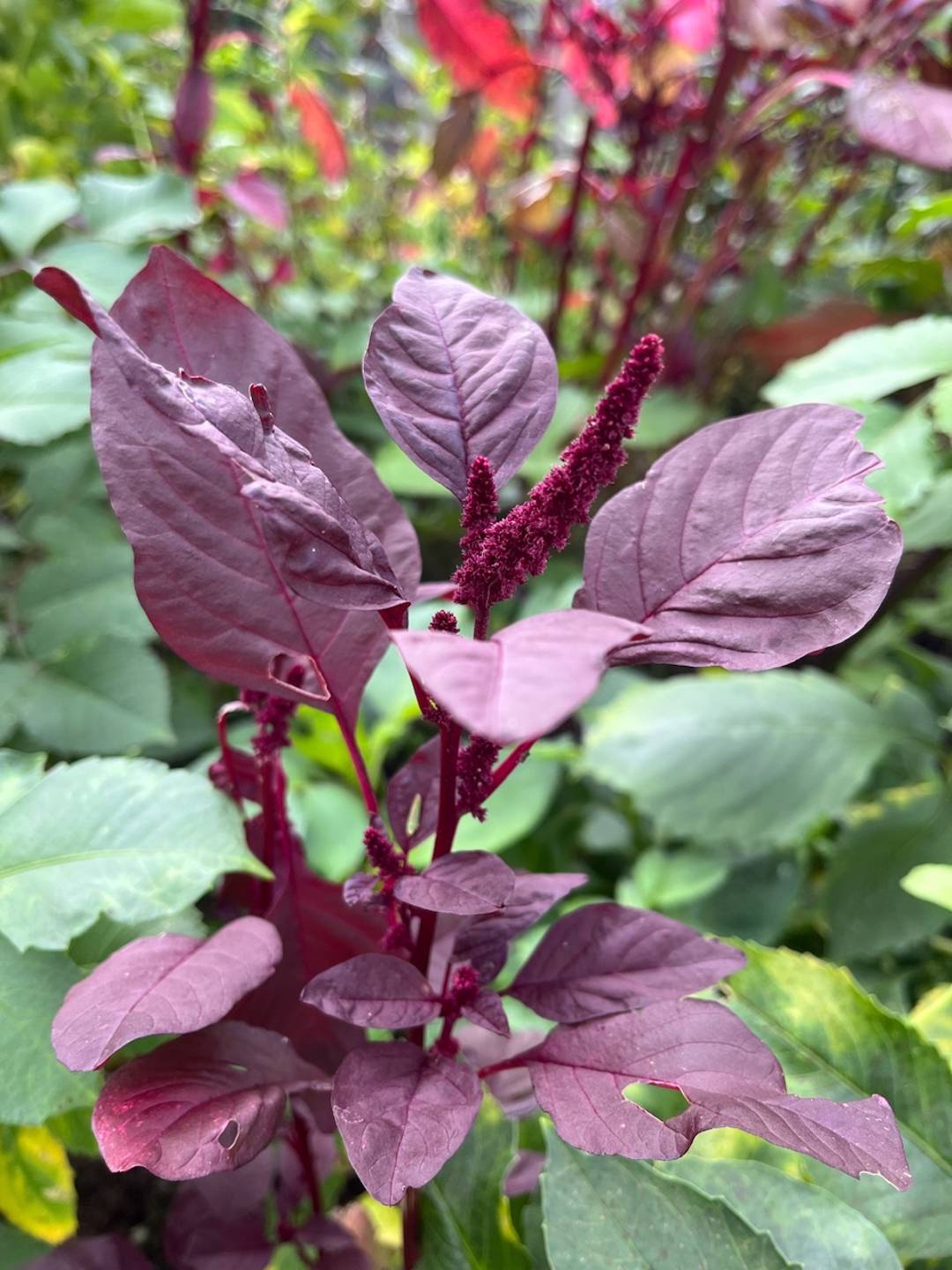 Blodamarant Hopi Red Dye