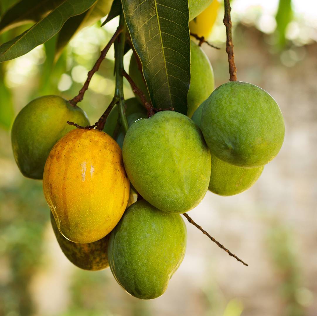 Mango 