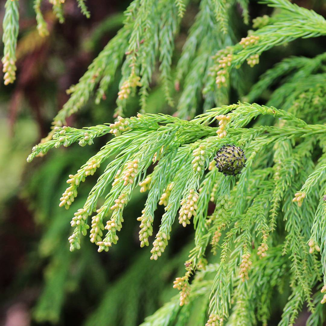 Kryptomeria 