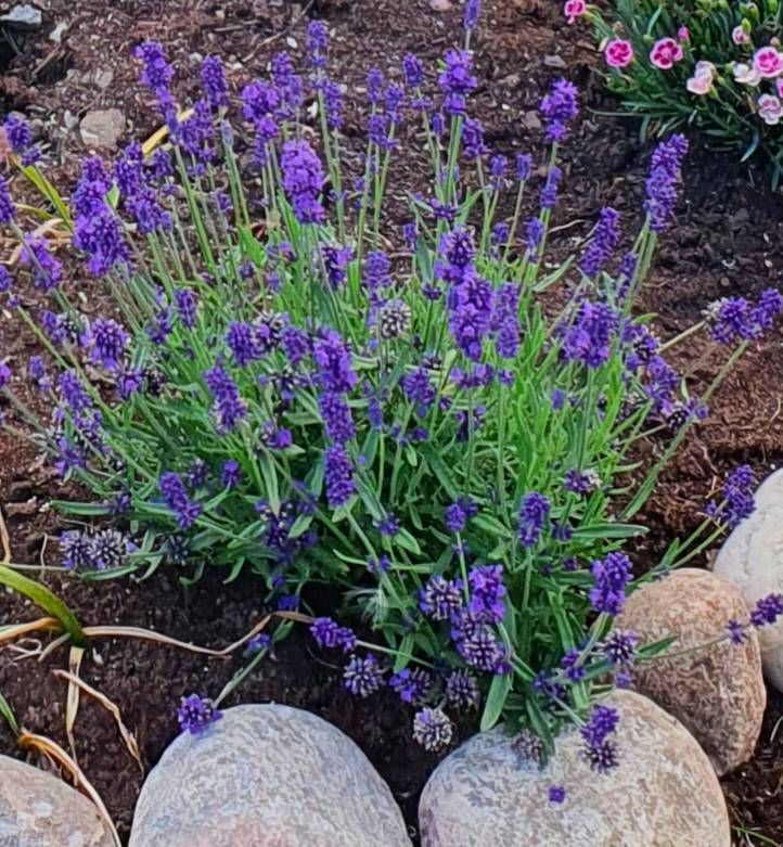 Lavendel Felice