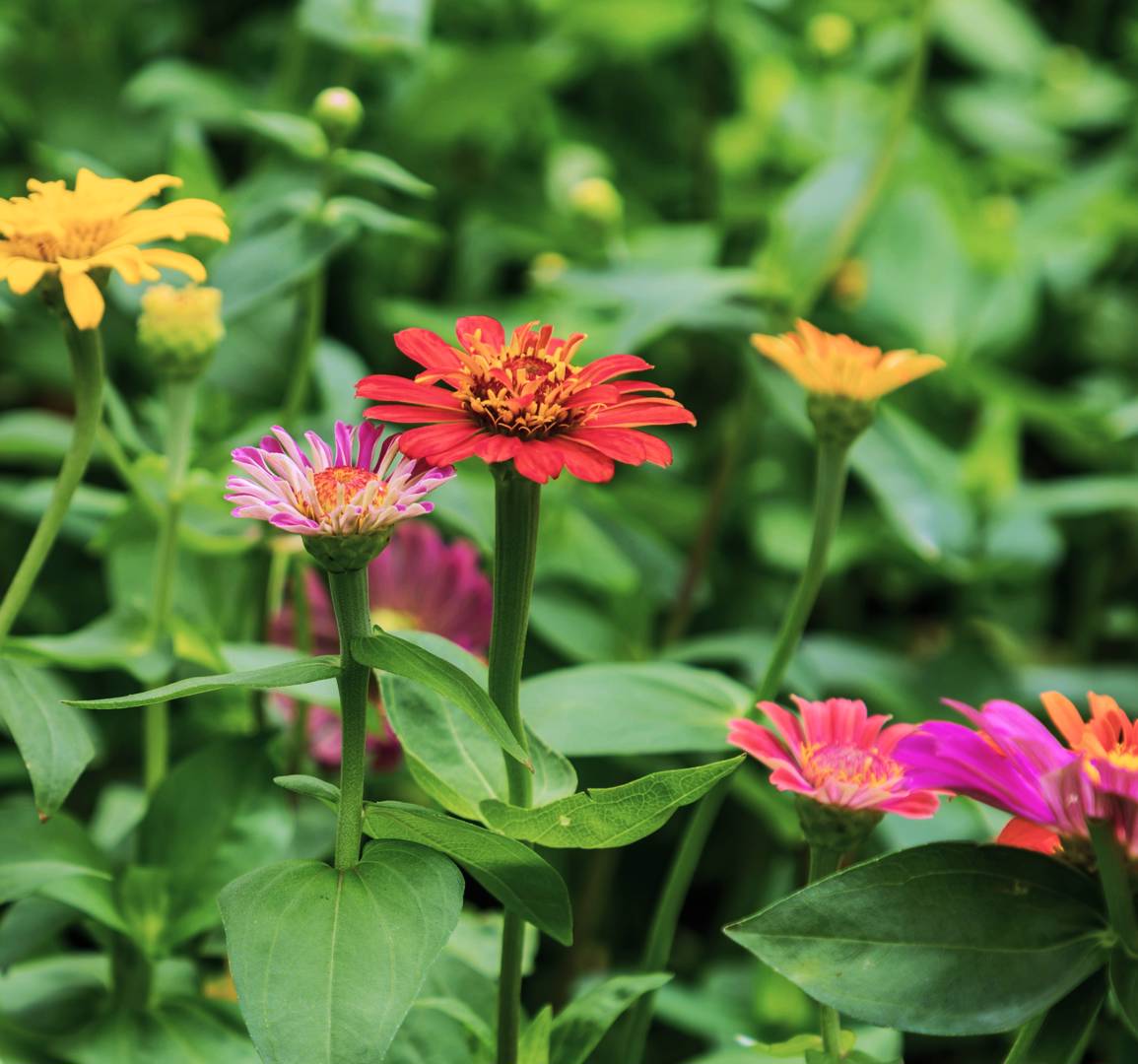 Zinnia Lilleputt