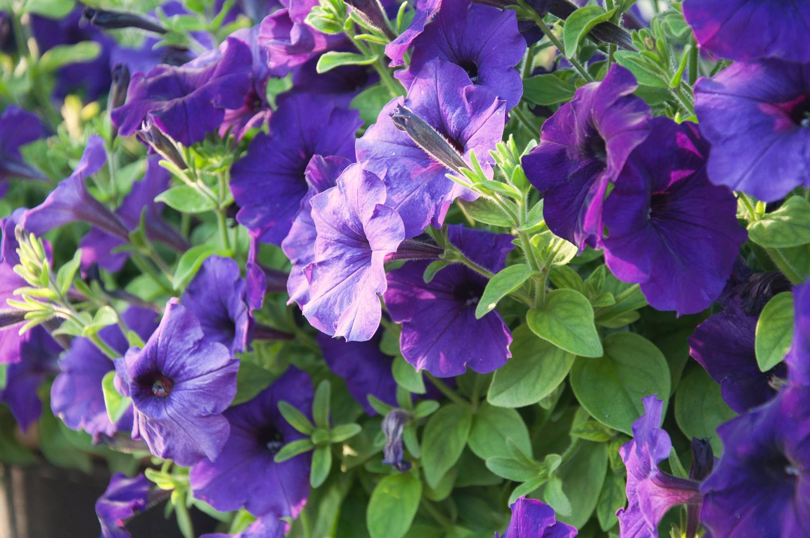 Hängpetunia Easy Wave Blue