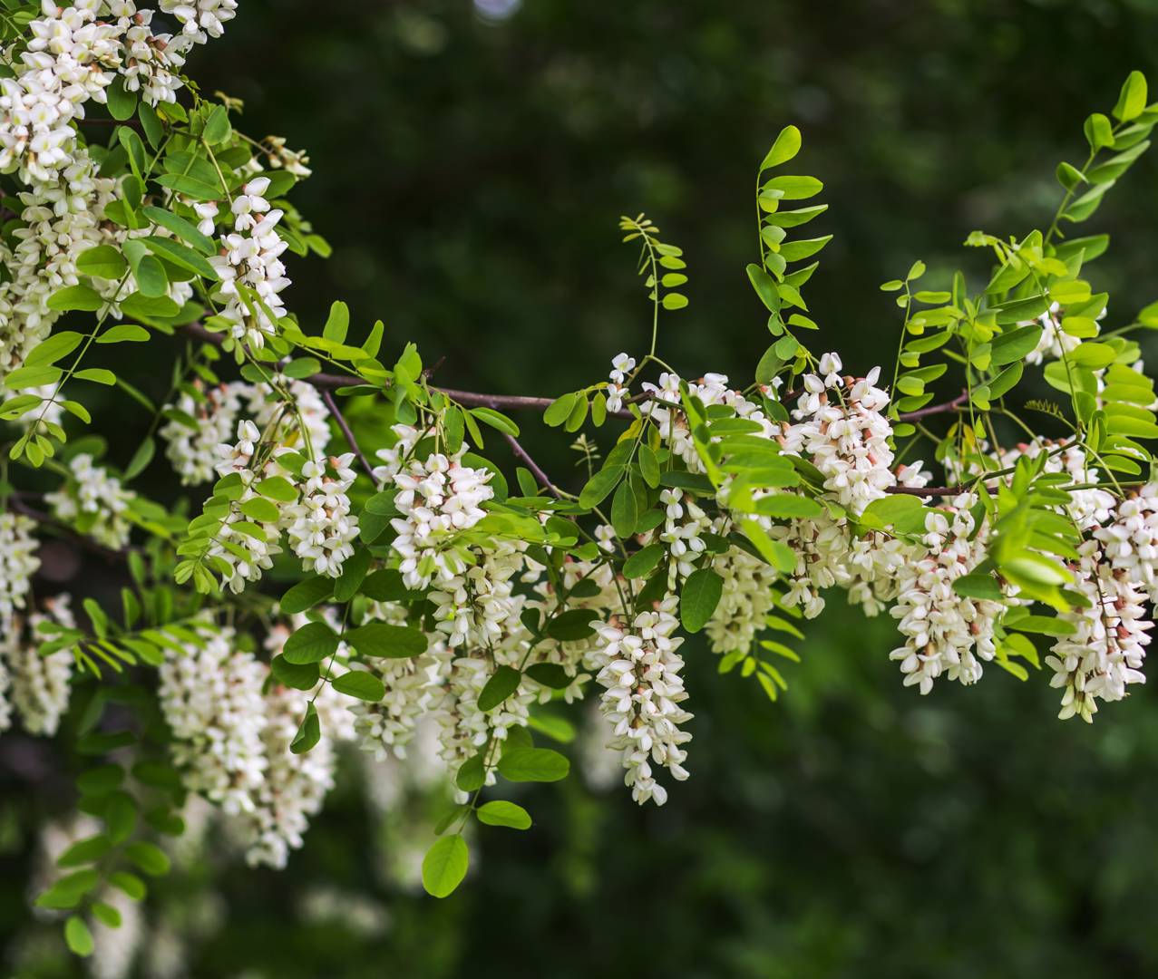 Robinia 