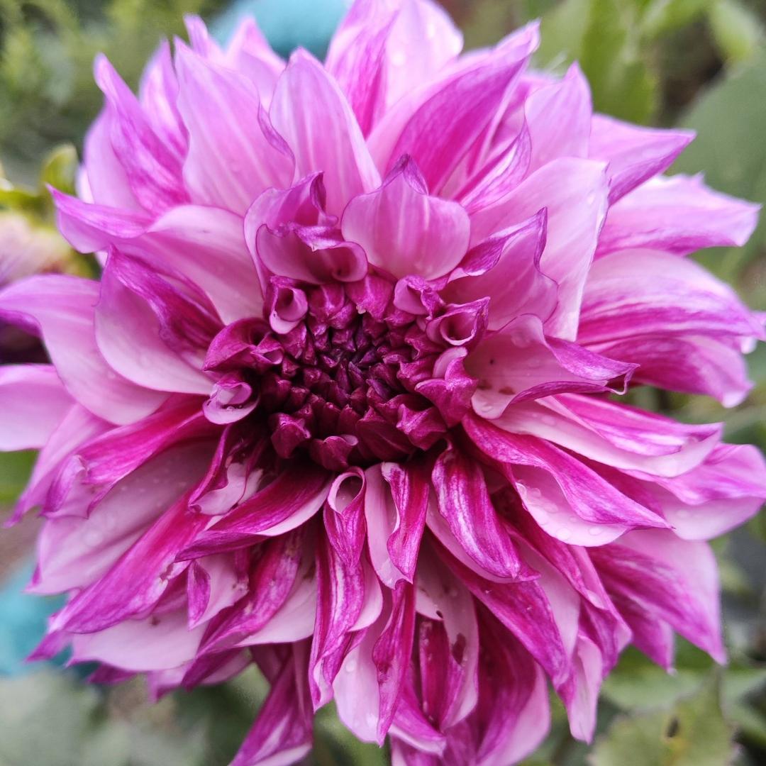 Dahlia Blueberry Classic