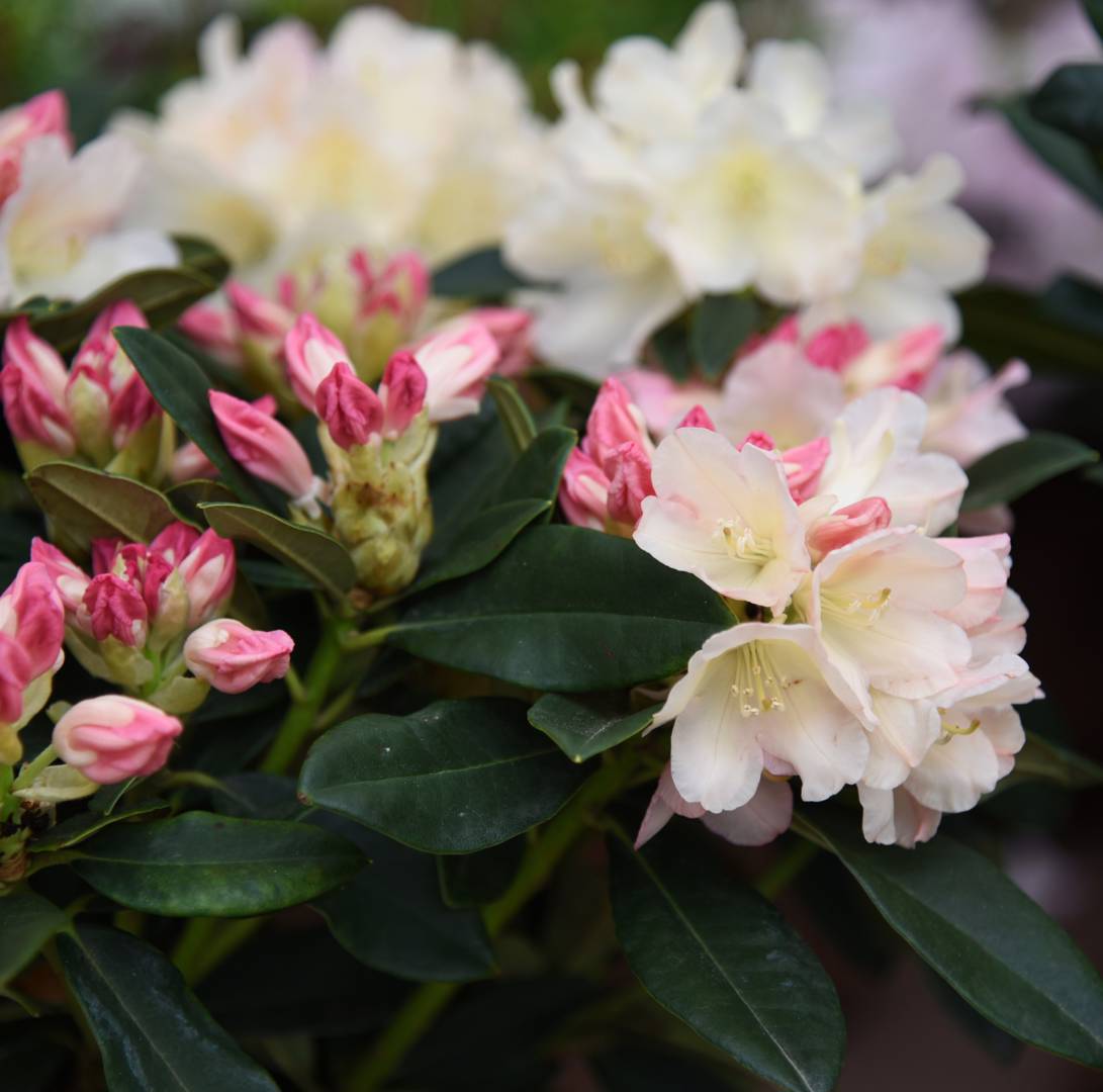 Rhododendron Golden Torch