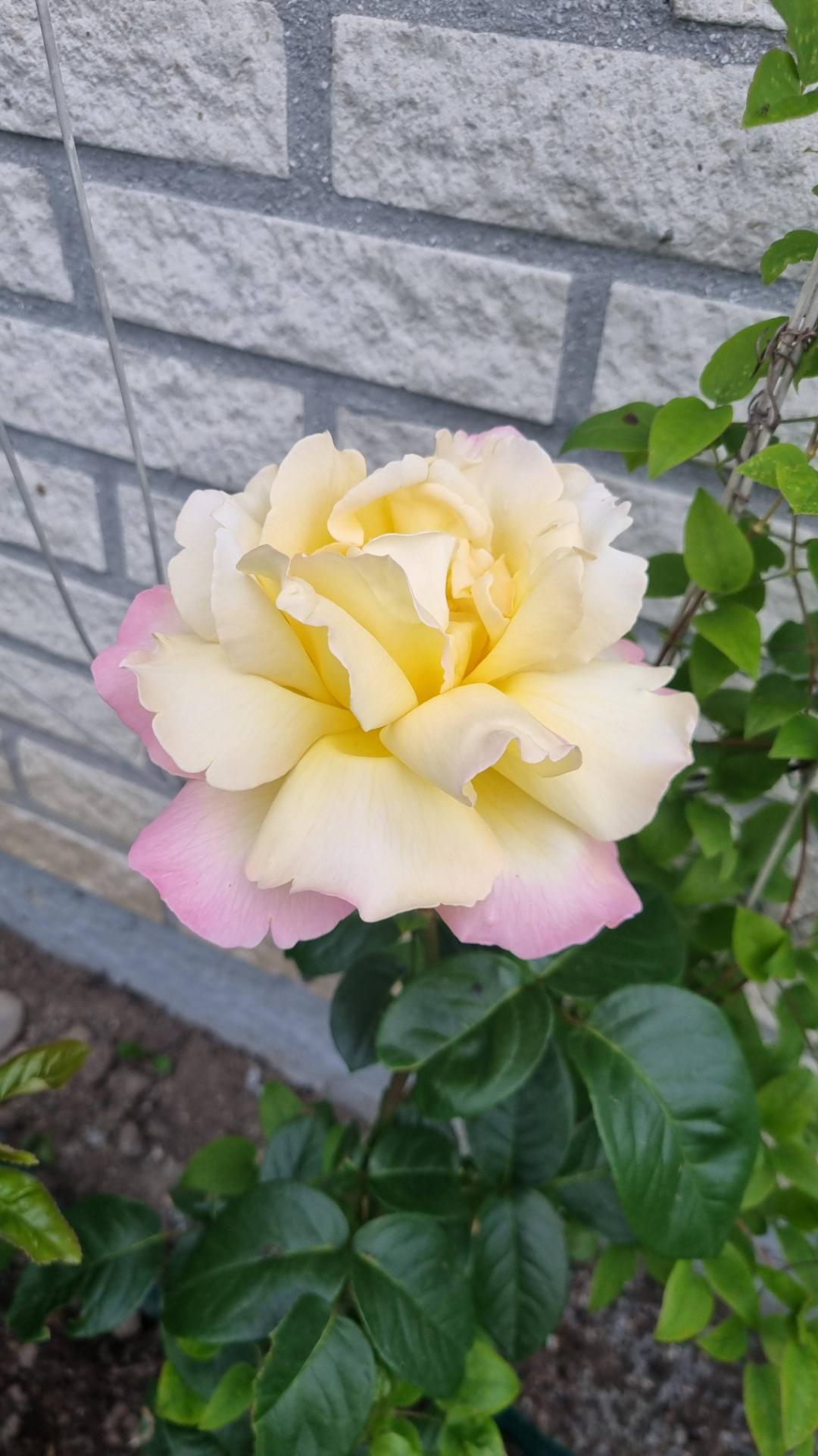 BlommaSvl