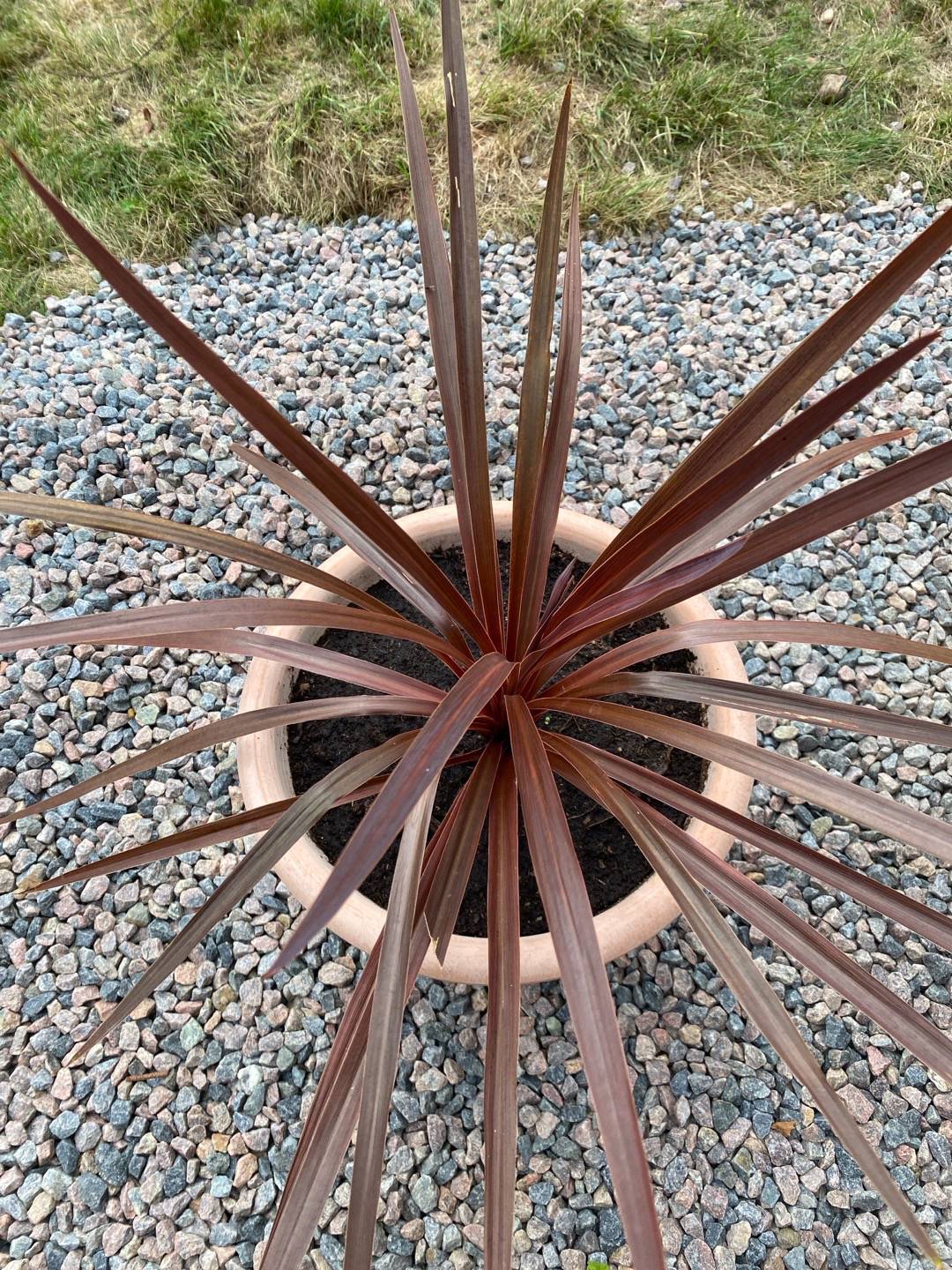Syddracena 