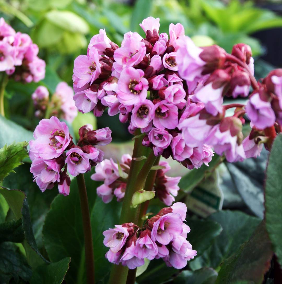 Bergenia Spring fling