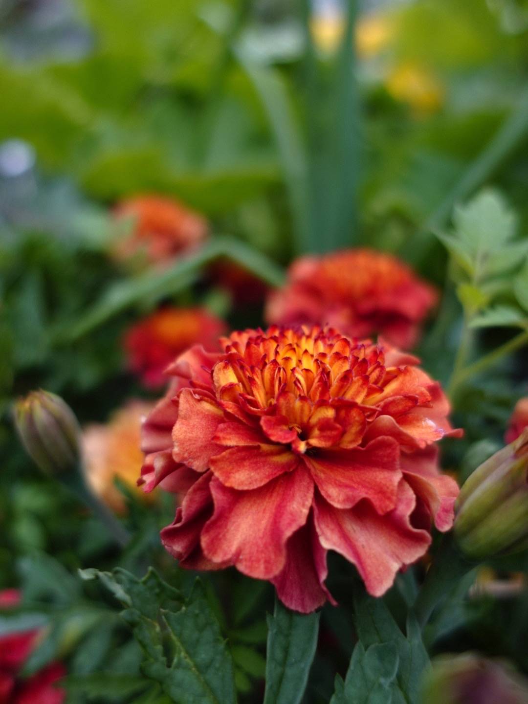 Sammetstagetes Strawberry Blonde