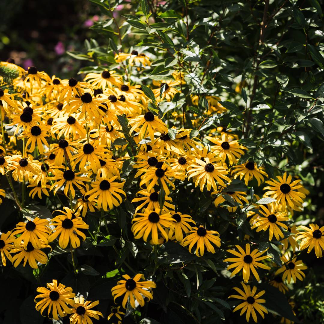 Strålrudbeckia Goldblitz