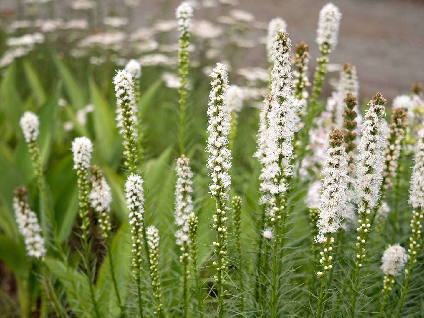 Rosenstav Alba