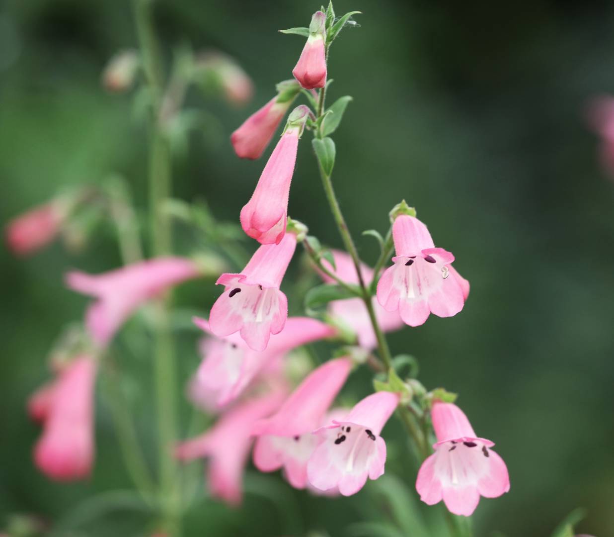 Penstemon Apple Blossom