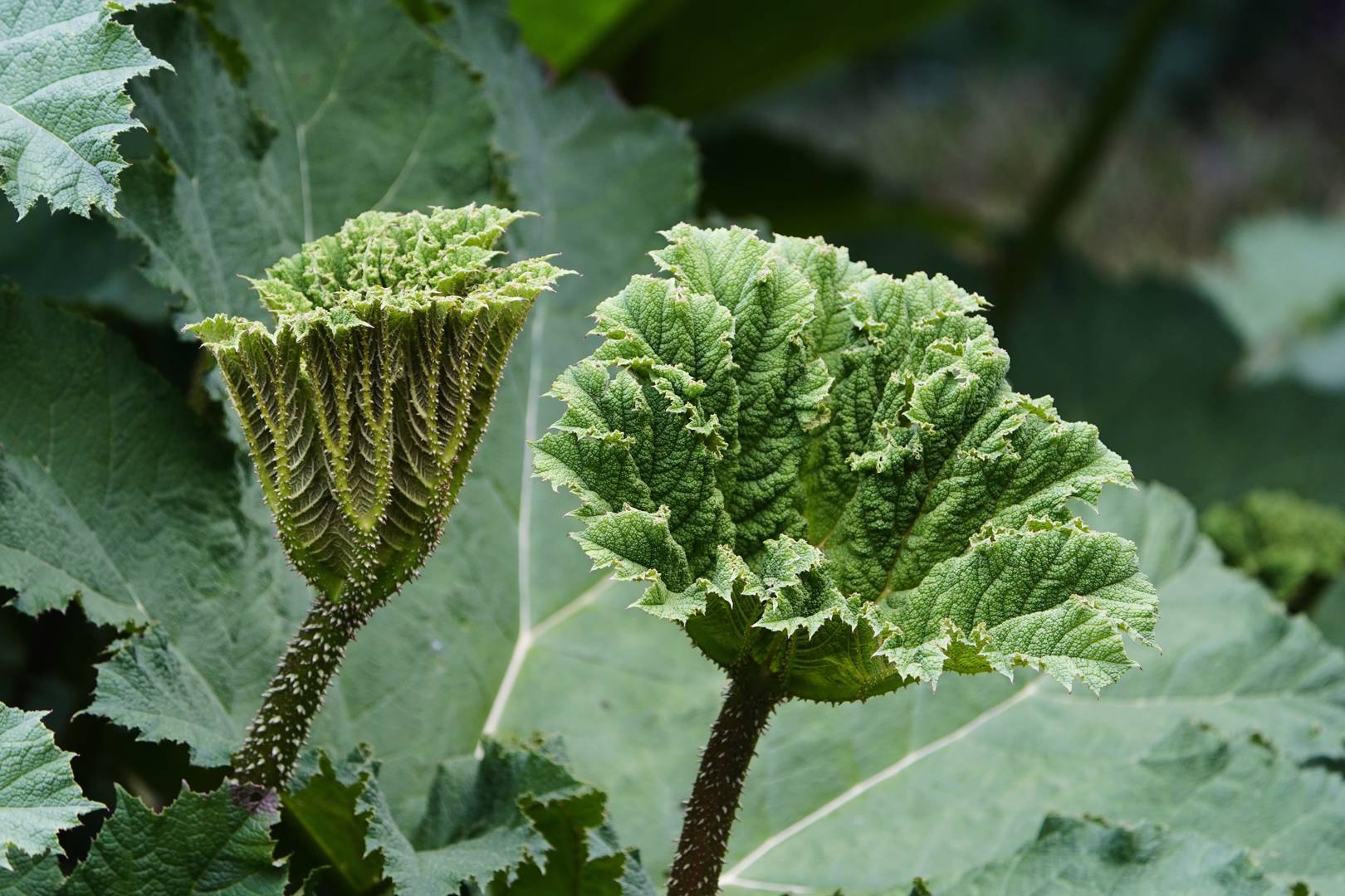 Jättegunnera 
