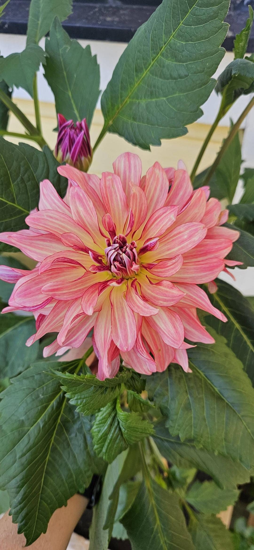 Dahlia Dutch Delight
