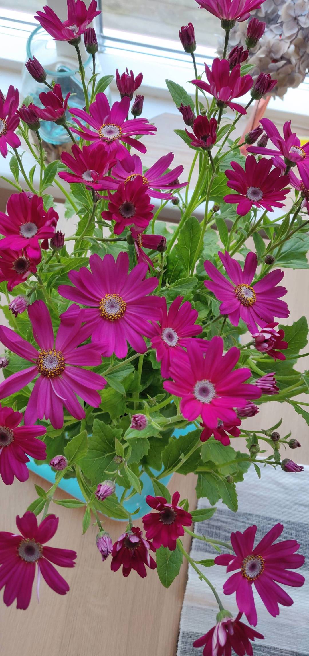 Cineraria Senetti