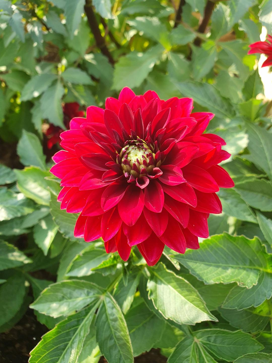 Dahlia Aperto Blood Red