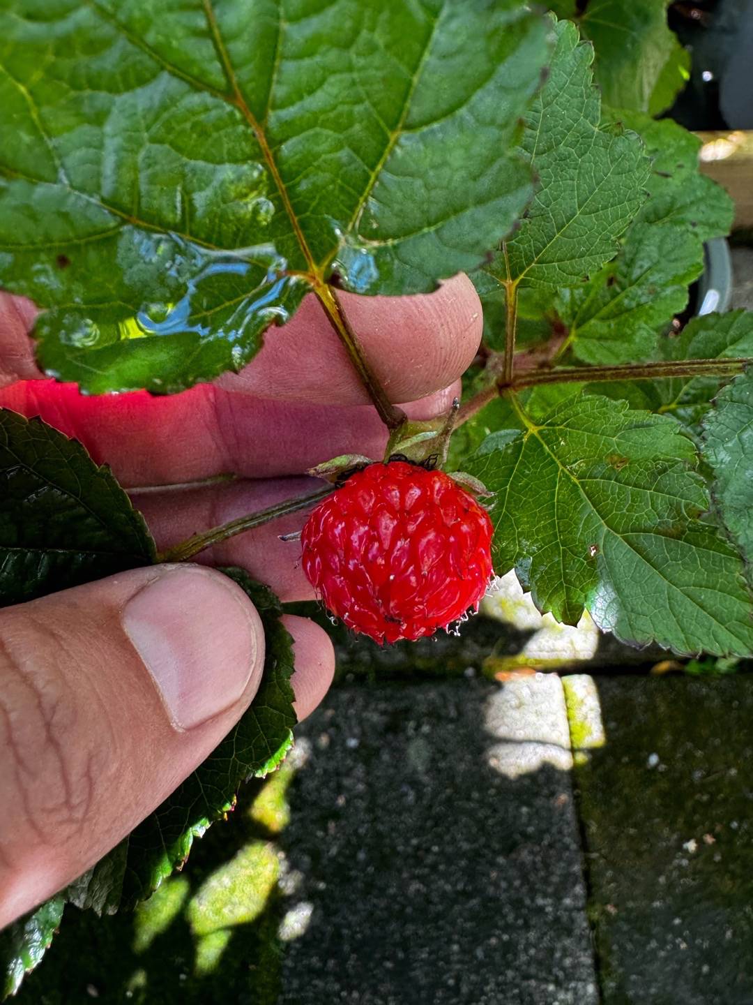 Hallon Raspberry Tower