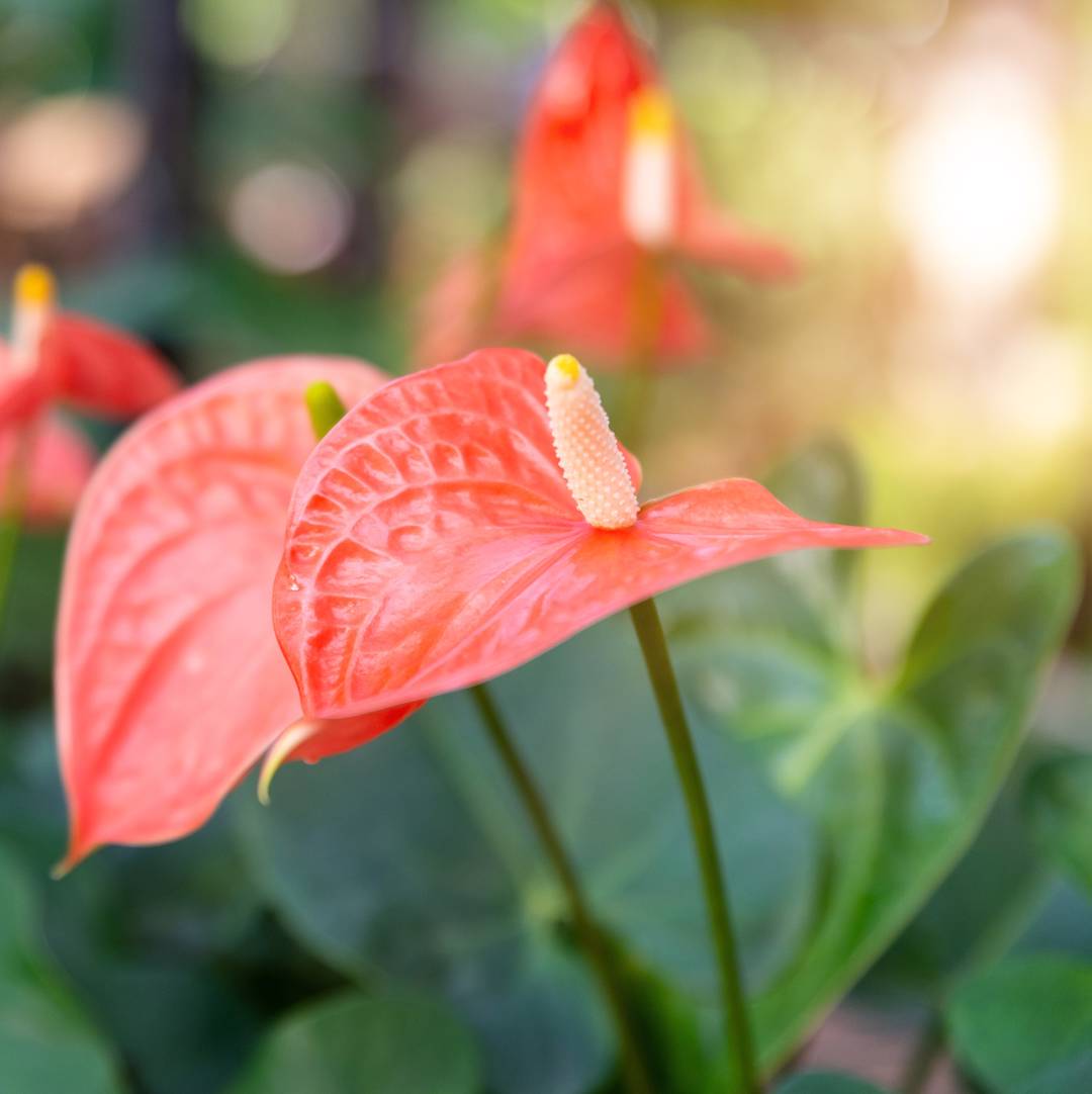 Flamingoblomma 